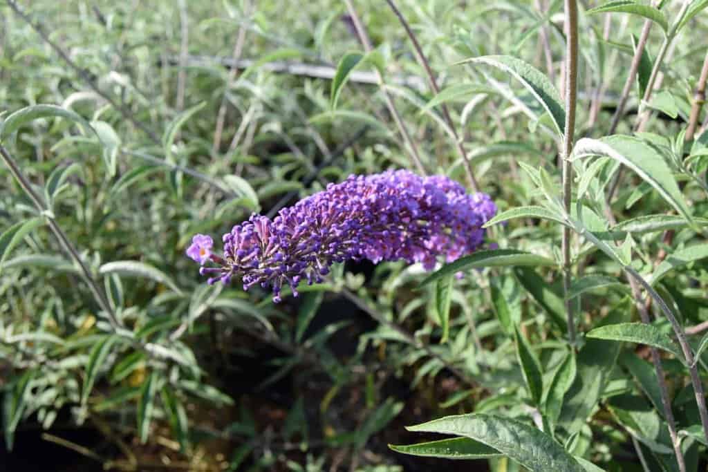 Buddleja davidii 'Nanho Blue' <span class="hidden specialOffer"></span> 40-60 cm
